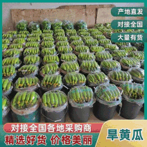 『旱黄瓜』辽宁绥中基地批发/产地直供/价格便宜/全国发货