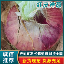 红皮洋葱上市，皮红个大，无小果，现要现采，欢迎联系。