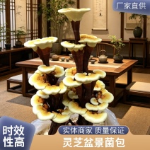 庭院室内通用灵芝盆景菌包造型美观兼具观赏与食用价值