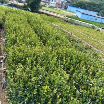 [牛]油茶苗成活率高品质保证欢迎来电洽谈合作诚信经营