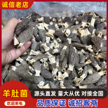 精品羊肚菌基地一手货源全国供应可视频看货保质量