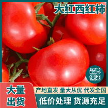 《精选》番茄大红西红柿大量上市品质保证价格便宜
