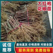 花椒树苗，1一2年苗，品种〈大红袍），根系完好，成活率高