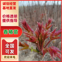 香椿苗1一2年香椿苗，大棚专用苗，地经0.5一3..公分