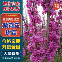 紫荆花树苗，2一6公分，量大从优，可代发全国，基地直供