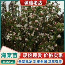 海棠树苗2~4cm4cm以下自己种植对接全国客商
