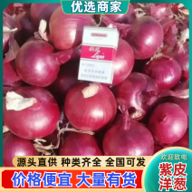 【实力】精品紫皮洋葱8厘米以上超市直供口感好体型好