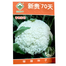 新贵70天青梗松花菜种子中生2000粒大田基地用种