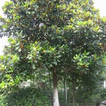 广玉兰