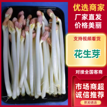 【精选】花生芽花生芽种植基地直供对接批发量大从优