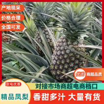 广东精品凤梨产地直发品质好价格低视频看货选货