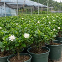 栀子花柠檬山茶