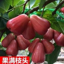 莲雾果树苗