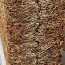 茶树菇颗颗精选香味浓郁完整无杂承接餐饮酒店食堂商超电商