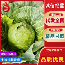 应县精品甘蓝、包菜、圆包菜品质优良、货源充足、大量上市