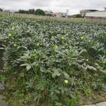黄秋葵