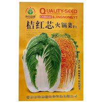 桔红芯火锅菜大白菜种子火锅菜结球紧实耐低温抗病基地型