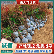 丛生南天竹：高60到1.5米，七八个杆以上品质优可视频看
