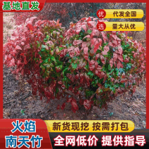 火焰南天竹景观大球，稀缺精品，冬季全红