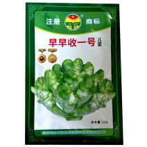 早熟儿菜种子早收一号抱子芥儿菜种籽娃娃菜大田基地型