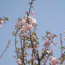 樱花树