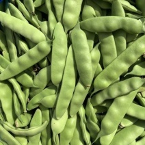 东北吉林/大油豆角/油豆角大量上市/货源充足/代发全国