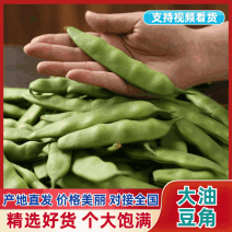 【精品】吉林大油豆角产地量大优惠对接全国市场商超电商等