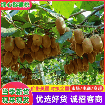绿心猕猴桃电商社区团购超市批发产地直销