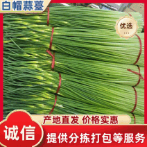 《白帽蒜苔》安徽亳州产地直供/支持视频看货/代发全国