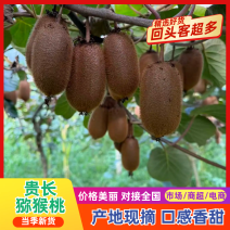 猕猴桃新鲜上市，产地直发，品质保证，欢迎咨询