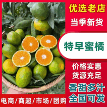 湖北蜜橘叶桔大芬特早普早口感好按要求分拣打包现摘现发等
