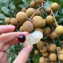 广东石硖龙眼大量上市产地直发保质保量可视频看货