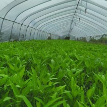 江西鄱阳产地直供空心菜新鲜叶菜