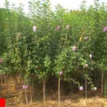 木槿