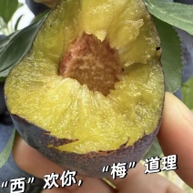 【实力推荐】精品西梅蓝西梅可对接电商市场商超一件可发