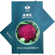 紫色花菜种子65天免盖球露地种植早熟龙紫松花椰菜种子