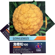 龙橙松100黄色花椰菜种子中晚熟耐寒花球松大黄色花菜种子