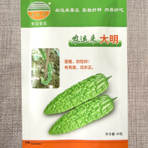 大明苦瓜种子茎粗抗性好耐热中早衰瓜条丰满刺溜圆正基地用