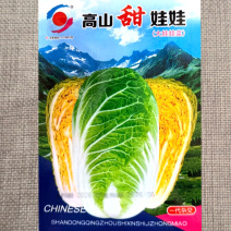 高山甜娃娃菜种子杂交50天大白菜种籽耐寒耐湿耐抽白菜种籽