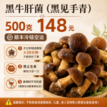 【黑见手青】云南大理见手青新鲜黑牛肝菌野生菌鲜货顺丰冷链