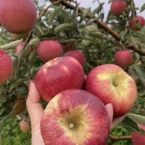 鲁丽苹果🍎精品苹果产地直发量大从优可对接全国电商市场商超
