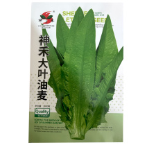 大叶油麦菜种子绿色有油光泽耐寒耐热肉质甜脆大田基地
