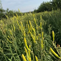 精品黄花菜大量供应产地现摘现发品质保证欢迎来电洽谈
