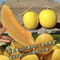 甘肃民勤哈密瓜西州蜜瓜精品瓜金色年华哈密瓜大量现货等