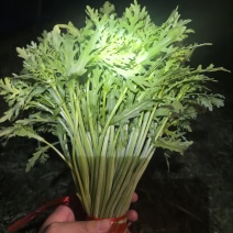 西宁青海湟中精品茼蒿低价低价