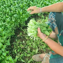 精品毛菜鸡毛菜新鲜蔬菜现摘现发价格实惠欢迎老板联系电联