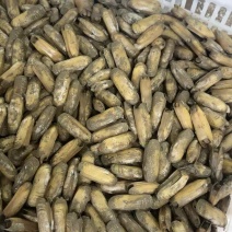 【海蛏子】福建漳州蛏子，支持视频看货，可发往全国市场！
