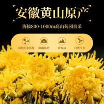 徽州高山皇菊原产地，皇菊大量批发