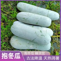精品白皮冬瓜产地直发