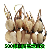 产地莲藕苗种可食用脆藕粉藕藕苗种根种子池塘田地大型菜莲